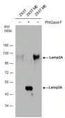 Anti-LAMP2A antibody used in Western Blot (WB). GTX132655